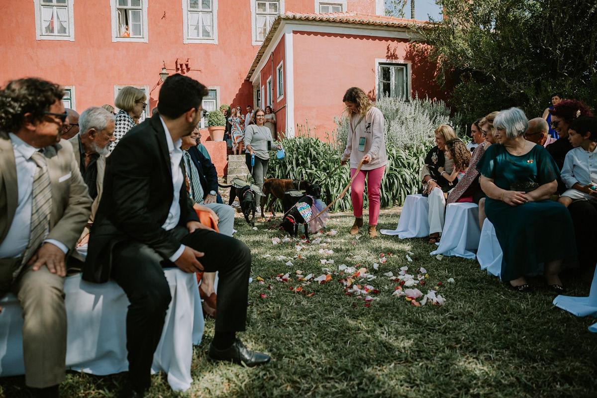 Cão em casamento