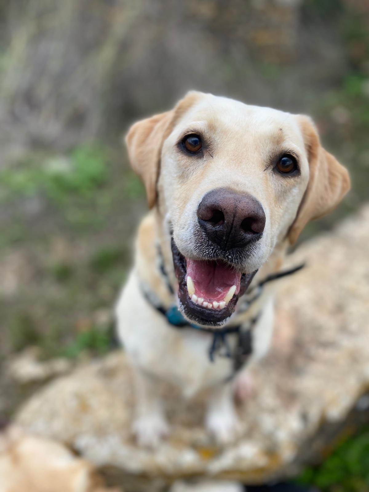 Otto