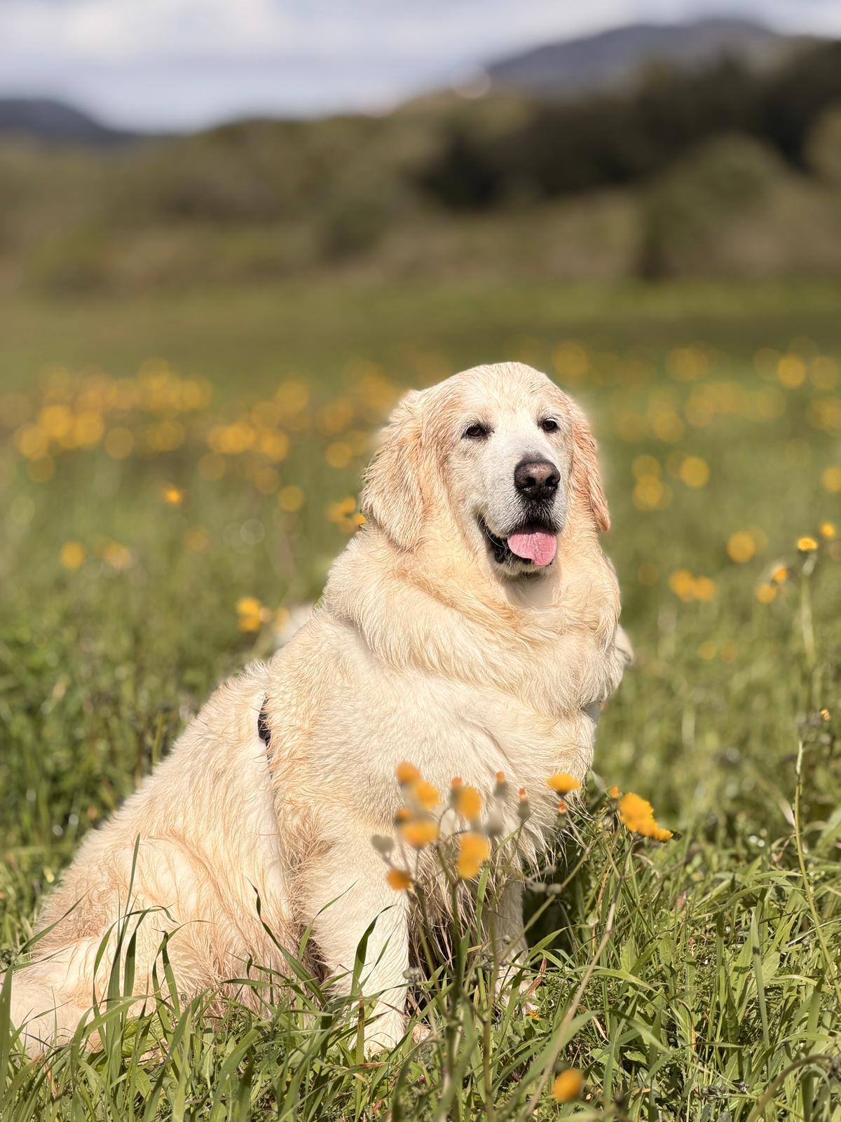 Tuga