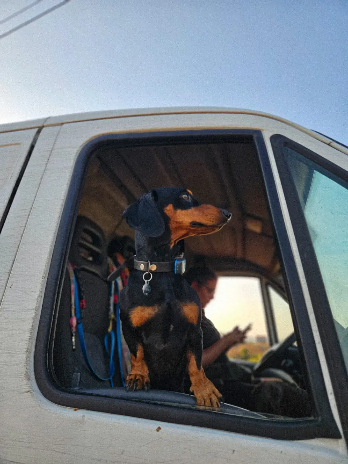 Carrinha de transporte da Cão na Rua a recolher cão